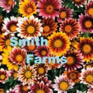 25 Seeds Gazania Splendens Mix Flowers Garden Fast Shipping 25 Seeds Gazania Splendens Mix Flowers Garden Fast Shipping