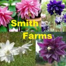 25 Seeds Mix Columbine Flowers Aquilegia Vulgaris Perennial Pink Purple White Fast Shipping 25 Seeds Mix Columbine Flowers Aquilegia Vulgaris Perennial Pink Purple White Fast Shipping