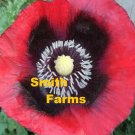 100 Seeds Red Black Poppy Flowers New Crop Fast Shipping 100 Seeds Red Black Poppy Flowers New Crop Fast Shipping
