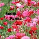 100 Seeds Red Pink White Shirley Poppy Double Flowers New Crop Fast Shipping