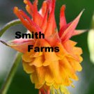 25 Seeds Orange Yellow Columbine Flowers Perennial Flowers Seed Bloom Fast Shipping 25 Seeds Orange Yellow Columbine Flowers Perennial Flowers Seed Bloom Fast Shipping