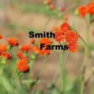 25 Seeds Magic Orange Tassel Flowers Fast Shipping 25 Seeds Magic Orange Tassel Flowers Fast Shipping