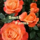 25 Seed Coral Rose Flowers Bush Shrub Floral Garden Fast Shipping 25 Seed Coral Rose Flowers Bush Shrub Floral Garden Fast Shipping