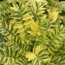 15 Seeds Variegated Jacob’S Ladder House Plant Garden Flowers Fast Shipping 15 Seeds Variegated Jacob’S Ladder House Plant Garden Flowers Fast Shipping
