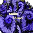 25 Seeds Two Tone Purple Rex Begonia Flowers Fast Shipping