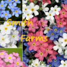 25 Seeds Mixed Forget Me Not Flowers Beautiful Growing Groundcover Fast Shipping
