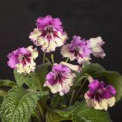 15 Seeds Cape Primrose 7001House Plant Garden Flowers Fast Shipping 15 Seeds Cape Primrose 7001House Plant Garden Flowers Fast Shipping