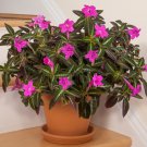 15 Seeds Trailing Velvet Plant House Plant Garden Flowers Fast Shipping