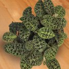 15 Seeds Lightning Bolt Jewel Orchid House Plant Garden Flowers Fast Shipping 15 Seeds Lightning Bolt Jewel Orchid House Plant Garden Flowers Fast Shipping
