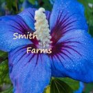 25 Seeds Blue Purple Hibiscus Flower Seeds Plants Fast Shipping 25 Seeds Blue Purple Hibiscus Flower Seeds Plants Fast Shipping