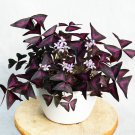 15 Seeds Variegated Purple Shamrock House Plant Garden Flowers Fast Shipping 15 Seeds Variegated Purple Shamrock House Plant Garden Flowers Fast Shipping
