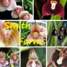 50 Seeds Monkey Face Orchid Seeds For Home Garden Flower Fast Shipping 50 Seeds Monkey Face Orchid Seeds For Home Garden Flower Fast Shipping