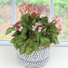 15 Seeds Begonia Mini Me House Plant Garden Flowers Fast Shipping 15 Seeds Begonia Mini Me House Plant Garden Flowers Fast Shipping