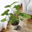 15 Seeds Syngonium MojitoHouse Plant Garden Flowers Fast Shipping