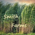 50 Seeds Sugar Cane Bamboo Shoots Sugarcane Sweet Grass Fast Shipping 50 Seeds Sugar Cane Bamboo Shoots Sugarcane Sweet Grass Fast Shipping