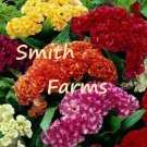 50 Seeds Celosia Cristata Mixed Cockscomb Flowers Fast Shipping 50 Seeds Celosia Cristata Mixed Cockscomb Flowers Fast Shipping