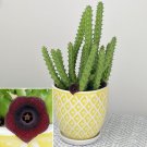 15 Seeds Red Dragon Flower House Plant Garden Flowers Fast Shipping