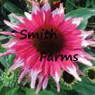 50 Seeds Pink White Coneflower Seeds Echinacea Flower Perennial Fast Shipping