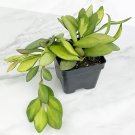 15 Seeds Hoya Burtoniae House Plant Garden Flowers Fast Shipping 15 Seeds Hoya Burtoniae House Plant Garden Flowers Fast Shipping