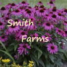 50 Seeds Deep Purple Coneflowers Aka Echinacea Flowers Fast Shipping 50 Seeds Deep Purple Coneflowers Aka Echinacea Flowers Fast Shipping