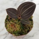 15 Seeds Jewel Orchid Ludochilus Sea Turtle House Plant Garden Flowers Fast Shipping 15 Seeds Jewel Orchid Ludochilus Sea Turtle House Plant Garden Flowers Fast Shipping