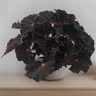 15 Seeds Begonia Cherry SparkleHouse Plant Garden Flowers Fast Shipping
