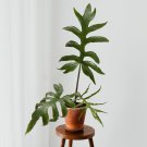 15 Seeds Alocasia Brancifolia House Plant Garden Flowers Fast Shipping 15 Seeds Alocasia Brancifolia House Plant Garden Flowers Fast Shipping