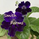 15 Seeds Cape Primrose SiberiaHouse Plant Garden Flowers Fast Shipping 15 Seeds Cape Primrose SiberiaHouse Plant Garden Flowers Fast Shipping