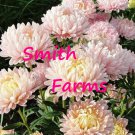 25 Seeds Duchess Peony Apricot Aster Flowers Garden Fast Shipping