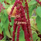 30 Seeds Red Loveliesbleeding Flowers Fast Shipping