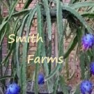 30 Seeds Blue Dragon Fruit Flower Plant Fast Shipping 30 Seeds Blue Dragon Fruit Flower Plant Fast Shipping