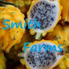 30 Seeds Yellow Dragon Fruit Flower Plant Fast Shipping 30 Seeds Yellow Dragon Fruit Flower Plant Fast Shipping