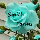 25 Seeds Mint Rose Flower Fragrant Gardening Fast Shipping 25 Seeds Mint Rose Flower Fragrant Gardening Fast Shipping