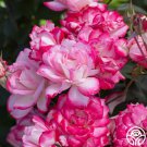 25 Seeds Candy Cane Cocktail Flowers Garden Rose Fast Shipping 25 Seeds Candy Cane Cocktail Flowers Garden Rose Fast Shipping