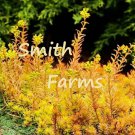 100 Seeds Angelina Sedum Yellow Gold Ground Cover Goldilocks Garden Fast Shipping