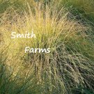 100 Seeds Wright’S Dropseed Grass Ground Cover Sporobolus Wrightii Fast Shipping 100 Seeds Wright’S Dropseed Grass Ground Cover Sporobolus Wrightii Fast Shipping