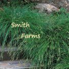 100 Seeds Berkeley Sedge Grass Ground Cover Ornamental Carex Divulsa Fast Shipping 100 Seeds Berkeley Sedge Grass Ground Cover Ornamental Carex Divulsa Fast Shipping