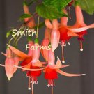 25 Seeds Pink Red Lantern Flowers Fast Shipping 25 Seeds Pink Red Lantern Flowers Fast Shipping