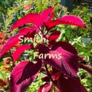 25 Seeds Red Coleus Flower Garden Fast Shipping 25 Seeds Red Coleus Flower Garden Fast Shipping
