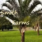 3 Seeds Triangle Palm Tree Shrub Bush Landscaping Garden Tropical Plant Fast Shipping 3 Seeds Triangle Palm Tree Shrub Bush Landscaping Garden Tropical Plant Fast Shipping