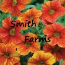 25 Seeds Orange Yellow Petunia Flowers Fast Shipping 25 Seeds Orange Yellow Petunia Flowers Fast Shipping