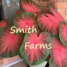 25 Seeds Caladiums Flowers Plants Fast Shipping 25 Seeds Caladiums Flowers Plants Fast Shipping