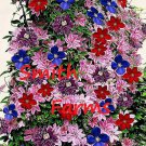 25 Seeds Mixed Clematis Wonderful Blooms Perennial Vine Seeds Red Pink Purple Fast Shipping