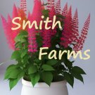 25 Seeds Pink Lupin Flowers Perennial Indoor Outdoor Garden Fast Shipping