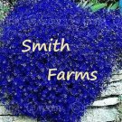100 Seeds Aubrieta Dark Blue Flower Rock Cress Ground Cover Fast Shipping