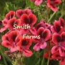 25 Seeds Red Martha Washington Germanium Flowers Lots Of Blooms Garden Fast Shipping 25 Seeds Red Martha Washington Germanium Flowers Lots Of Blooms Garden Fast Shipping