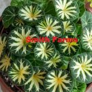 25 Seeds Yellow Stripe Primulina Flowers Beauitful Plant Fast Shipping 25 Seeds Yellow Stripe Primulina Flowers Beauitful Plant Fast Shipping