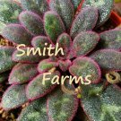 25 Seeds Fuzzy Red Primulina Flowers Beauitful Plant Fast Shipping 25 Seeds Fuzzy Red Primulina Flowers Beauitful Plant Fast Shipping