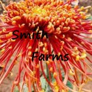 25 Seeds Red Spider Mums Colorful Flowers Big Blooms Garden Fast Shipping 25 Seeds Red Spider Mums Colorful Flowers Big Blooms Garden Fast Shipping