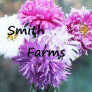 25 Seeds Crego Mix China Aster Flowers Garden Fast Shipping 25 Seeds Crego Mix China Aster Flowers Garden Fast Shipping